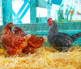 depositphotos_234294280-stock-photo-hens-poultry-hen-house-straw.jpg