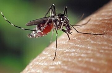 290px-Aedes_albopictus_on_human_skin.jpg